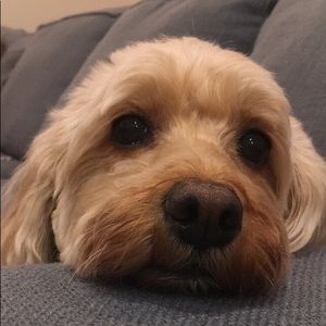 Meet your Posher, Hannah rose